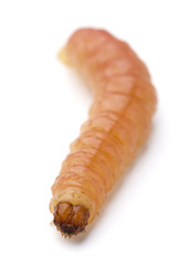a common worm on white