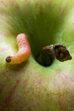 a common worm standing on an apple
