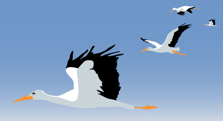 Obraz premium seagulls