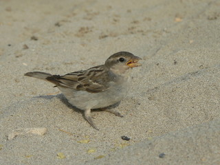 Moineau sur le sable