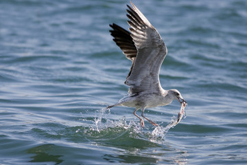 gaviota pescando