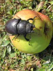 insecte