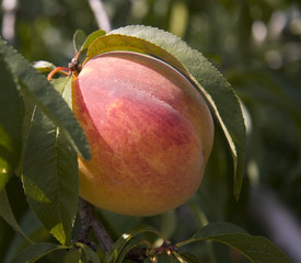 Peach