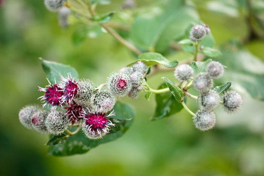 flowers of medicine plant arctium minus