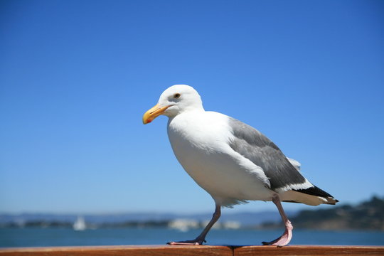 California seagull