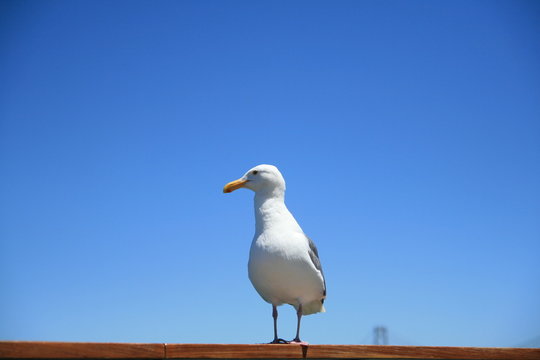 canifornia gull turns head