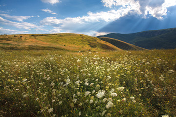 beautiful wild landscape with carrot flowers and sunlight