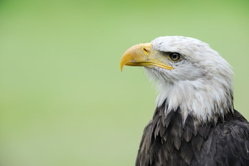 Bald eagle pygargue a tête blanche