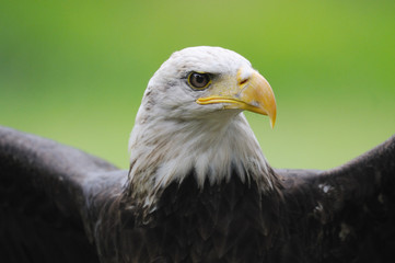 Bald eagle pygargue a tête blanche