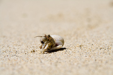 a hermit crab comming out slowly