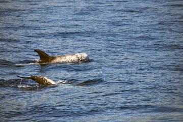 Fototapeta premium dauphin de risso