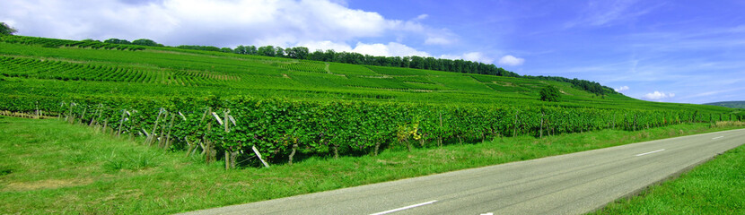 Fototapeta na wymiar Vines panoramiczne