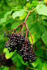 branches of elder-berry against the leaves
