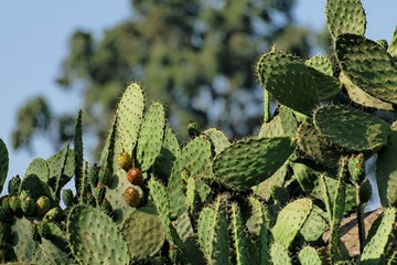 figues de barbarie