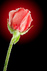 underwater red rose, bubbles on the surface