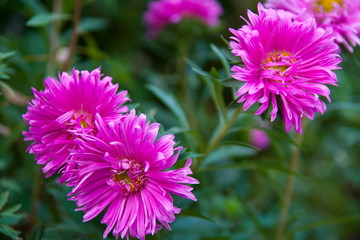 Obraz premium asters in flowerbed