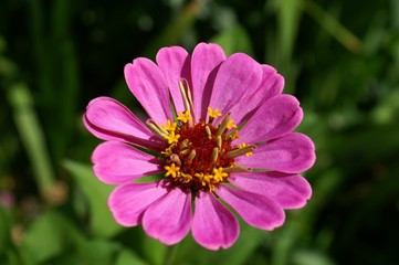 Obraz premium fiore di Monet