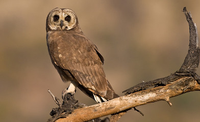 Majestic African March owl pirtched looking left