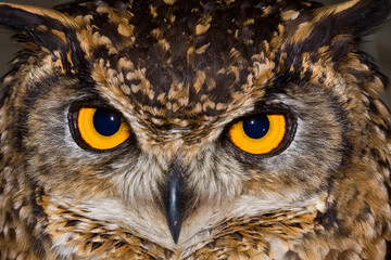 Close-up van een Kaapse Oehoe met grote doordringende gele ogen