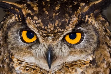 Afwasbaar Fotobehang Uil Close-up van een Kaapse Oehoe met grote doordringende gele ogen