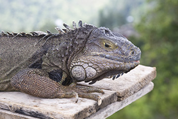 Iguana