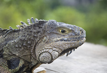 Iguana