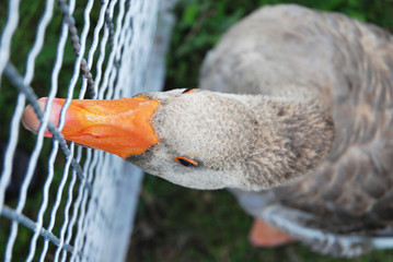 Gans hinter Zaun