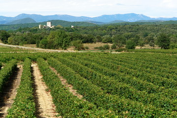 Fototapeta na wymiar vignoble du sud de la france,
