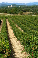 Fototapeta na wymiar rangee de vignes, vignoble des cevennes