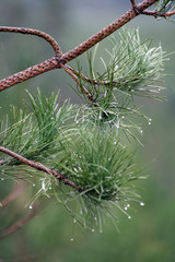 Pine Tree needles