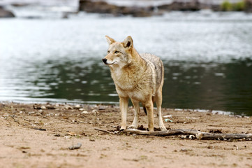 Fototapeta premium Coyote on river bank,Northern Minnesota