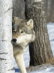 Gray wolf peering around tree in forest