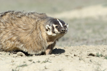 Close up of North American badger