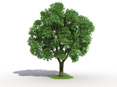 3d rendering of an isolated elm tree