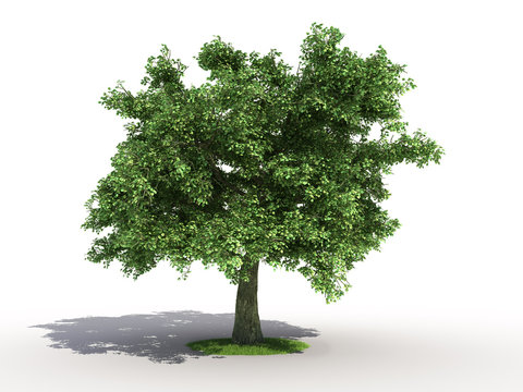 3d rendering of an isolated oak tree