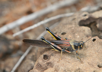 Colorful Grasshopper