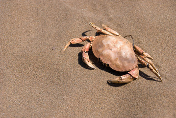 Dead Crab
