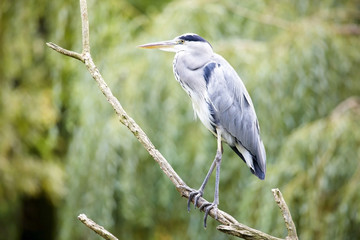 Heron