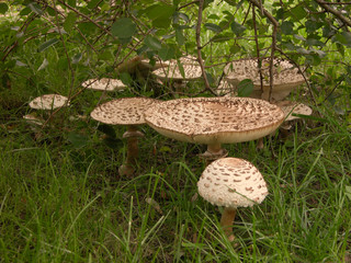 The parasol mushrooms