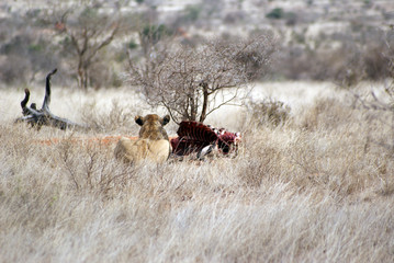 Leonessa e preda