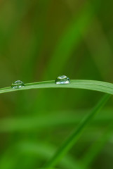 drop on a blade of grass