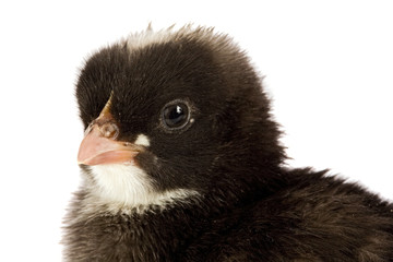 Black little chicken a over white background