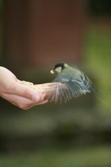 Vogel auf Hand