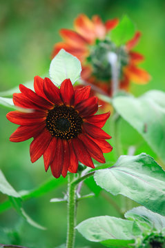 Decorative red sunflower.  Karaganda, july 2008
