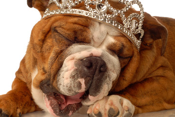 english bulldog wearing crown and silly expression..