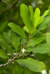 foglie di coca - erythroxylum coca