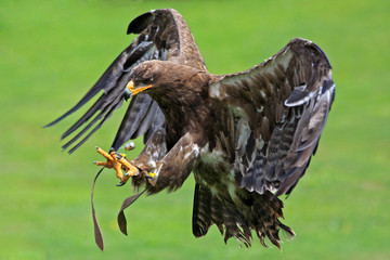 Steppenadler © Frank Krautschick