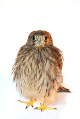 sparrow hawk isolated on white