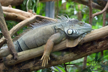 Sunbathing iguana in Zurich Zoo