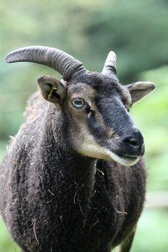 Soayschaf